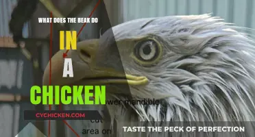 The Multifunctional Beak: A Chicken's Essential Tool for Survival