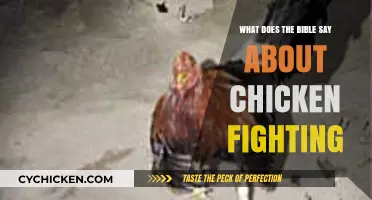 Biblical Perspective on Chicken Fighting: What Does Scripture Reveal?