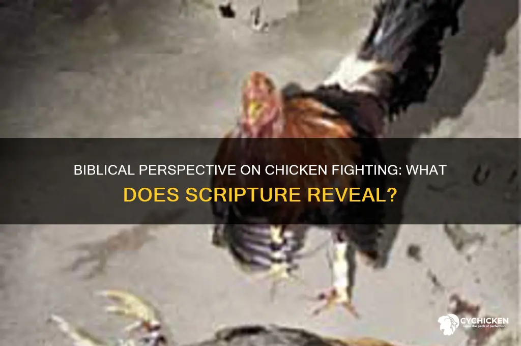 what does the bible say about chicken fighting