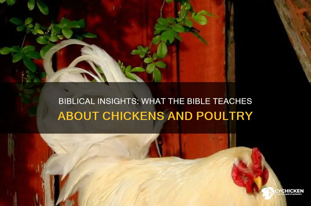 what does the bible say about chicken