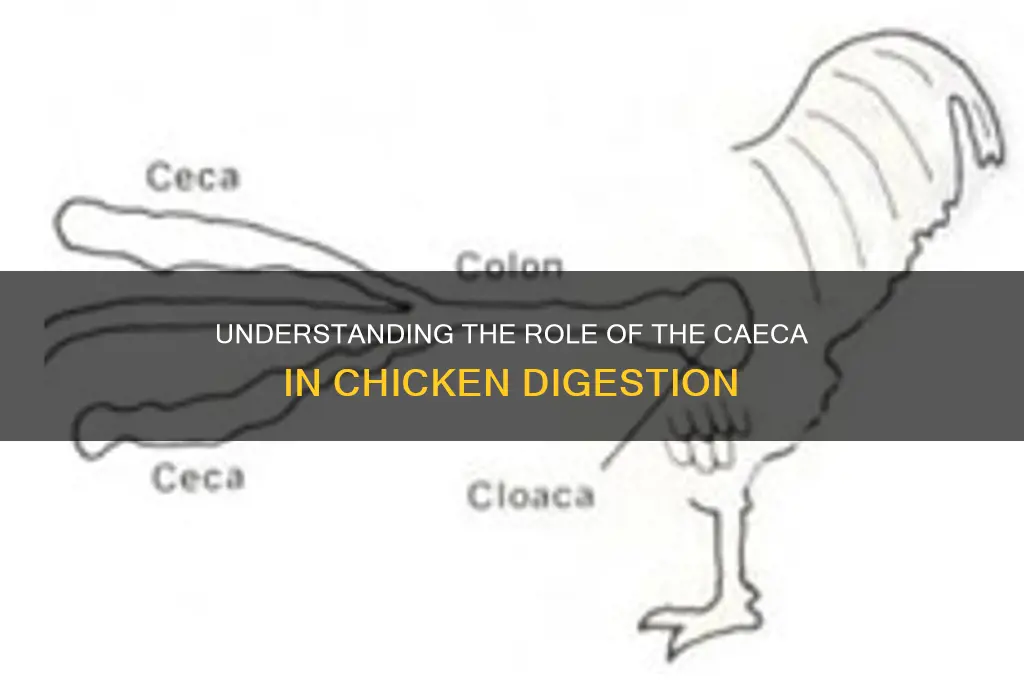 what does the caeca do in a chicken