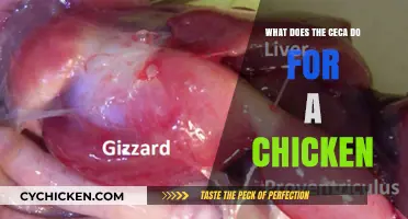 Understanding the Ceca: Its Vital Role in Chicken Digestion and Health