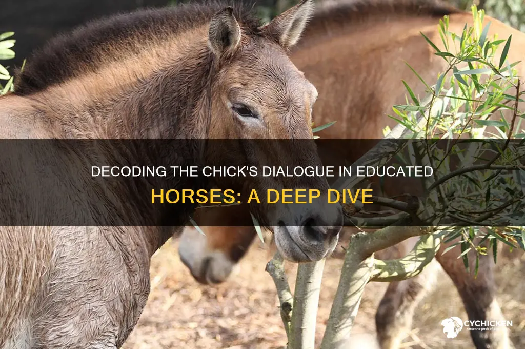 what does the chick say in educated horses