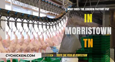 Chicken Factory Wages in Morristown, TN: How Much?