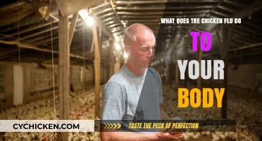Chicken Flu: Understanding Its Impact on Your Health