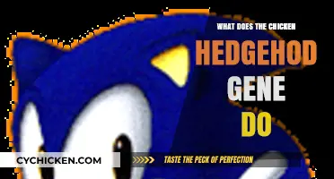 Unveiling the Role of the Chicken Hedgehog Gene in Development