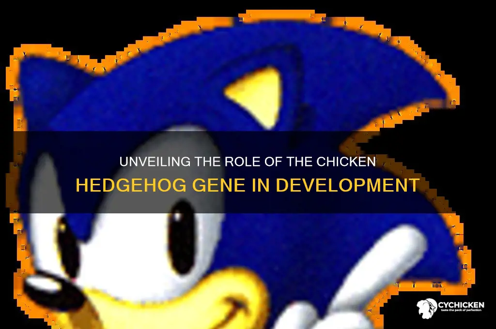 what does the chicken hedgehod gene do