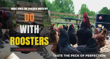 The Fate of Roosters: Uncovering the Chicken Industry's Practices