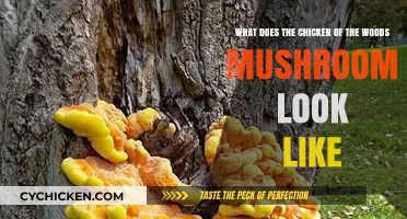 Identifying Chicken of the Woods: A Visual Guide to Its Unique Appearance