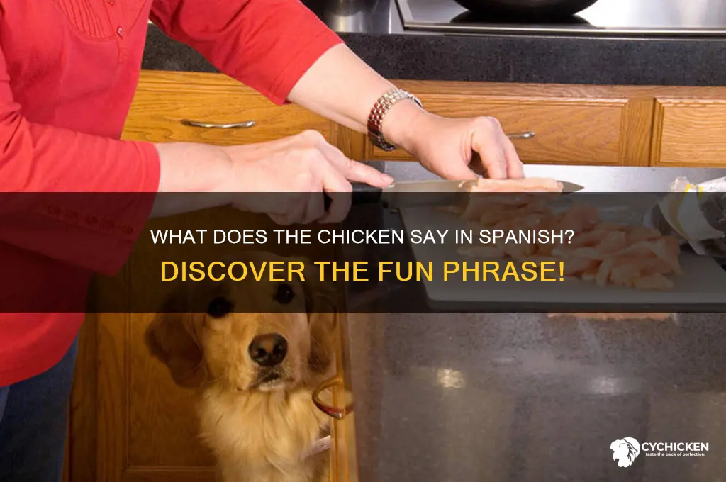 what does the chicken say in spansih