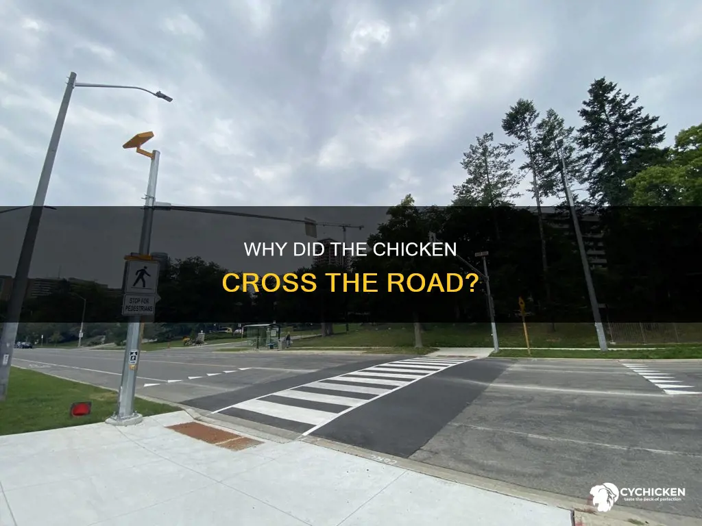 what does the chicken say when he crossed the road