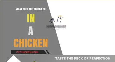 Understanding the Chicken Cloaca: Functions and Importance Explained