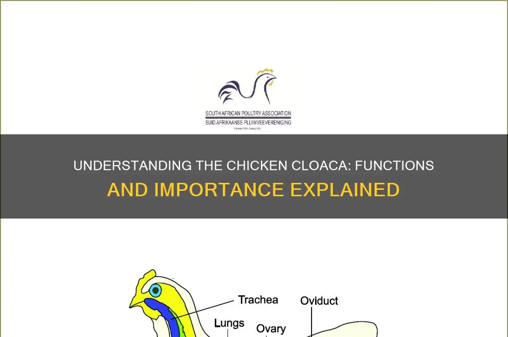 what does the cloaca do in a chicken