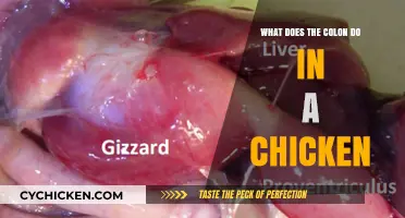 Understanding the Colon's Role in Chicken Digestion and Health