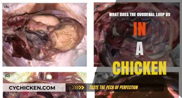 Duodenal Loop: A Chicken's Digestive Superpower Explained