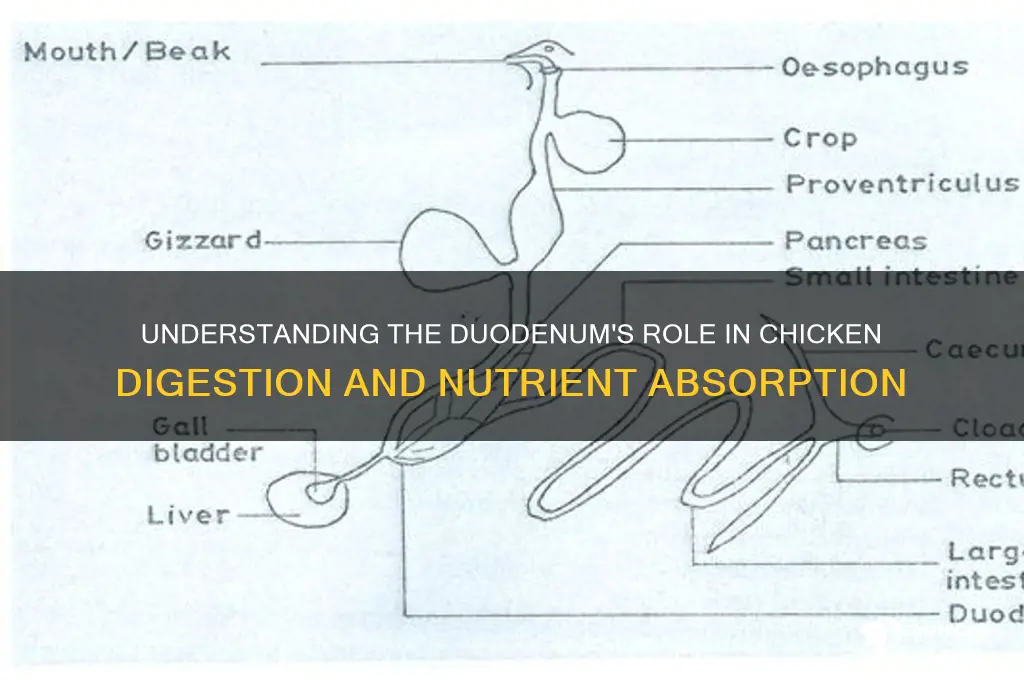 what does the duodenum do in a chicken