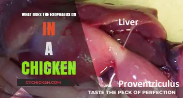 Understanding the Esophagus: A Vital Role in Chicken Digestion