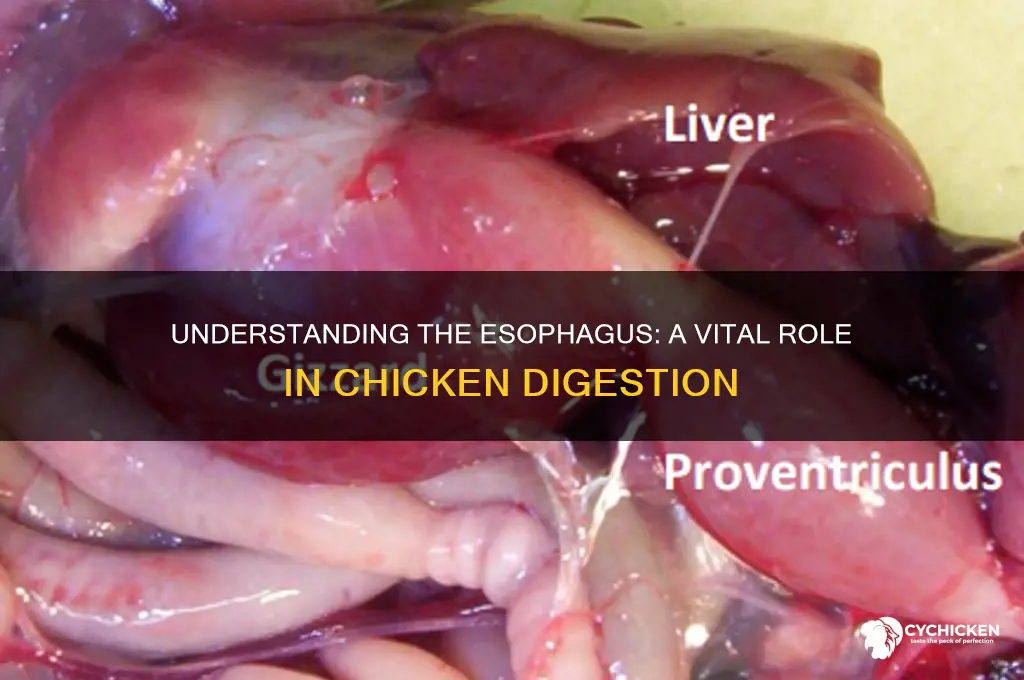 what does the esophagus do in a chicken