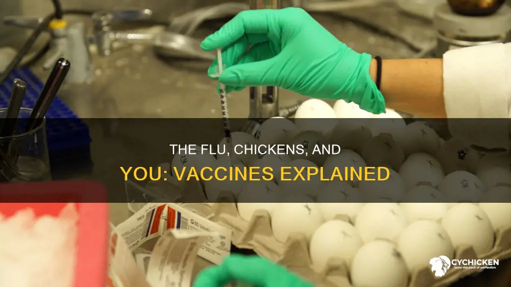 what does the flu vaccine have to do with chicken