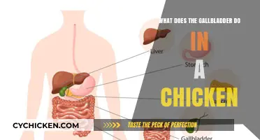 Understanding the Role of a Chicken's Gallbladder in Digestion
