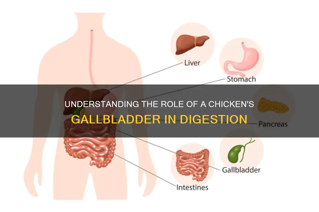 what does the gallbladder do in a chicken