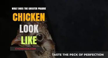 Greater Prairie Chicken: Appearance, Plumage, and Distinctive Features Explained
