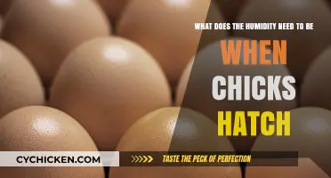 Ideal Humidity for Hatching Chicks