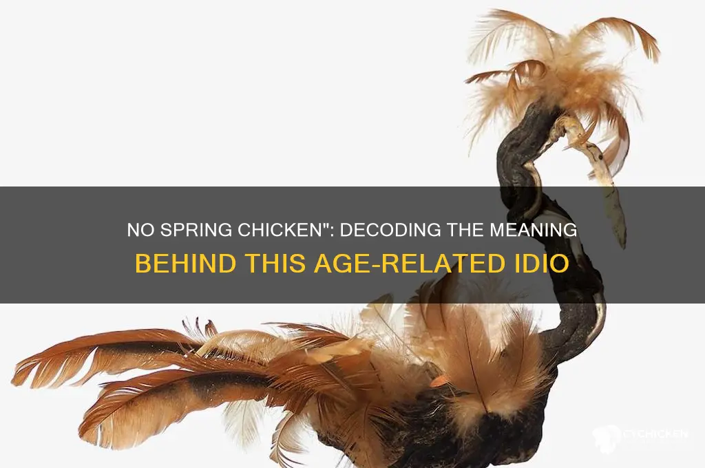 what does the idiom no spring chicken mean