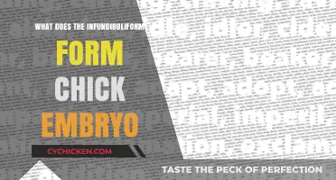 Understanding the Infundibuliform Structure in Chick Embryo Development