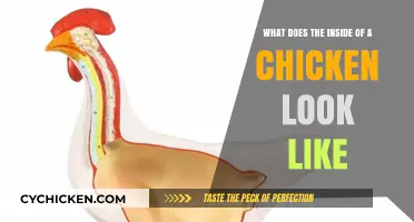 Exploring the Anatomy: What's Inside a Chicken's Body?
