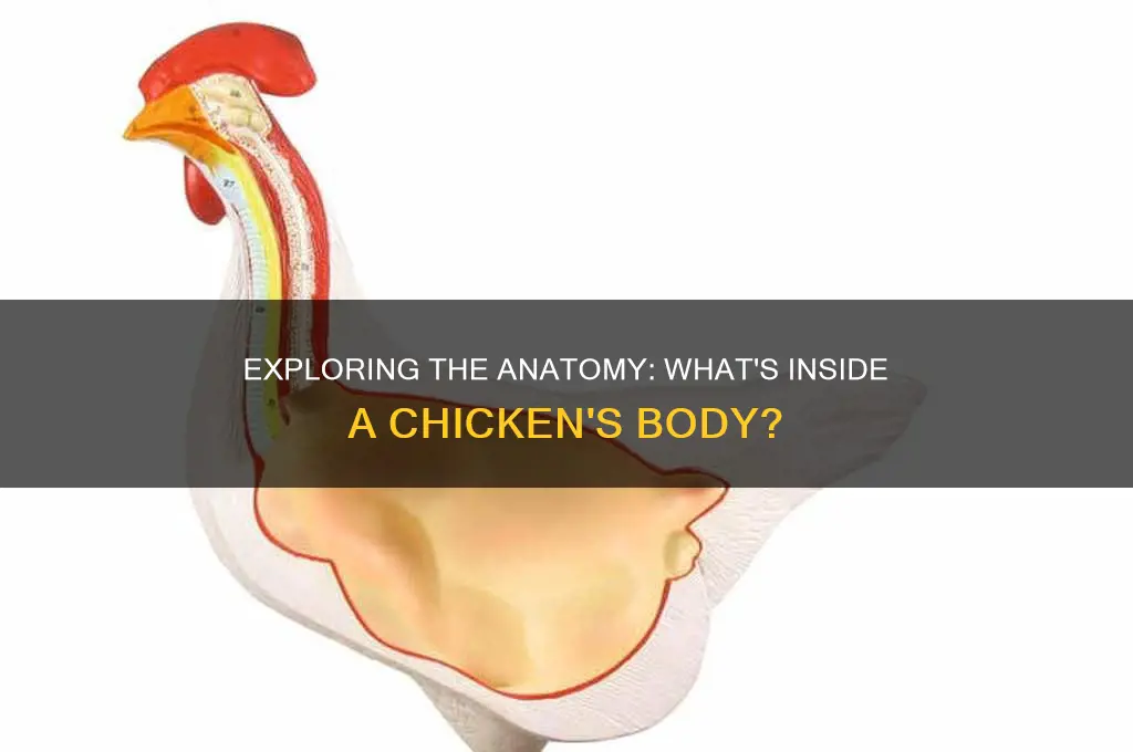 what does the inside of a chicken look like