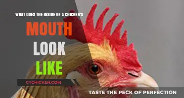 Unveiling the Unique Anatomy: Inside a Chicken's Mouth Explained