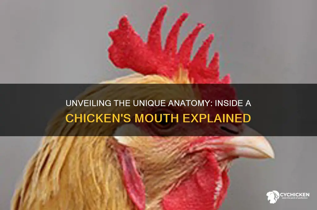 what does the inside of a chicken