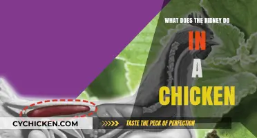 Understanding the Vital Role of Kidneys in Chicken Physiology