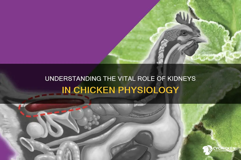 what does the kidney do in a chicken