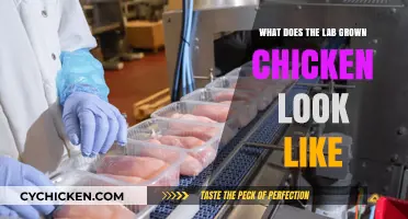 Lab-Grown Chicken: Appearance, Texture, and Visual Differences Explained
