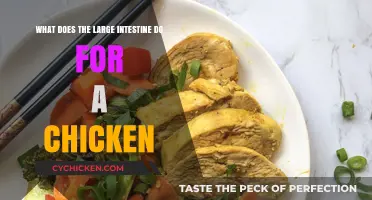 The Chicken's Large Intestine: An Essential Function