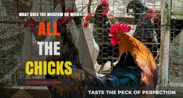 Museum's Role in Hatching and Nurturing Chicks