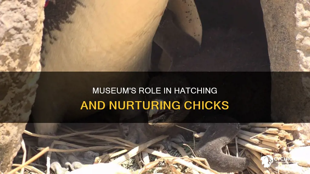 what does the museum do with all the chicks