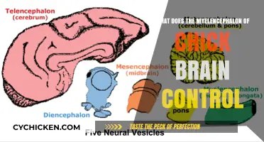 Chick Brain Myelencephalon: Functions and Control Mechanisms Explained