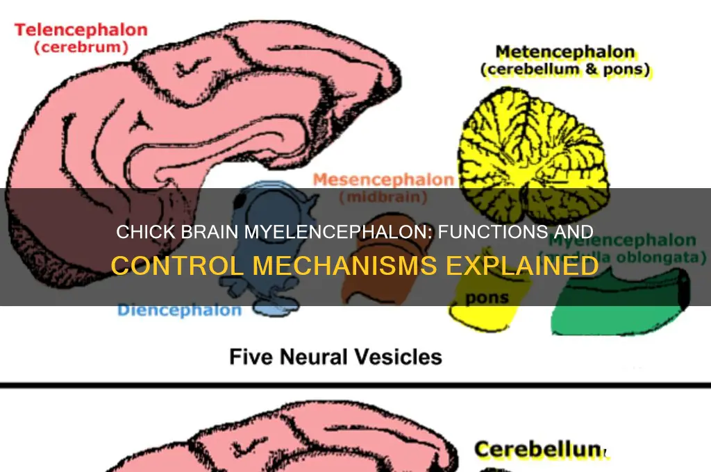 what does the myelencephalon of chick brain control