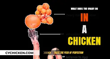 Understanding the Role of the Ovary in Chicken Reproduction