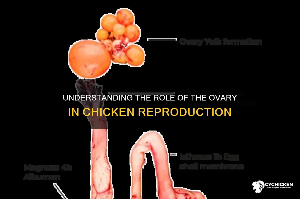 what does the ovary do in a chicken