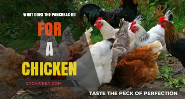 Understanding the Pancreas: Vital Functions in a Chicken's Digestive System