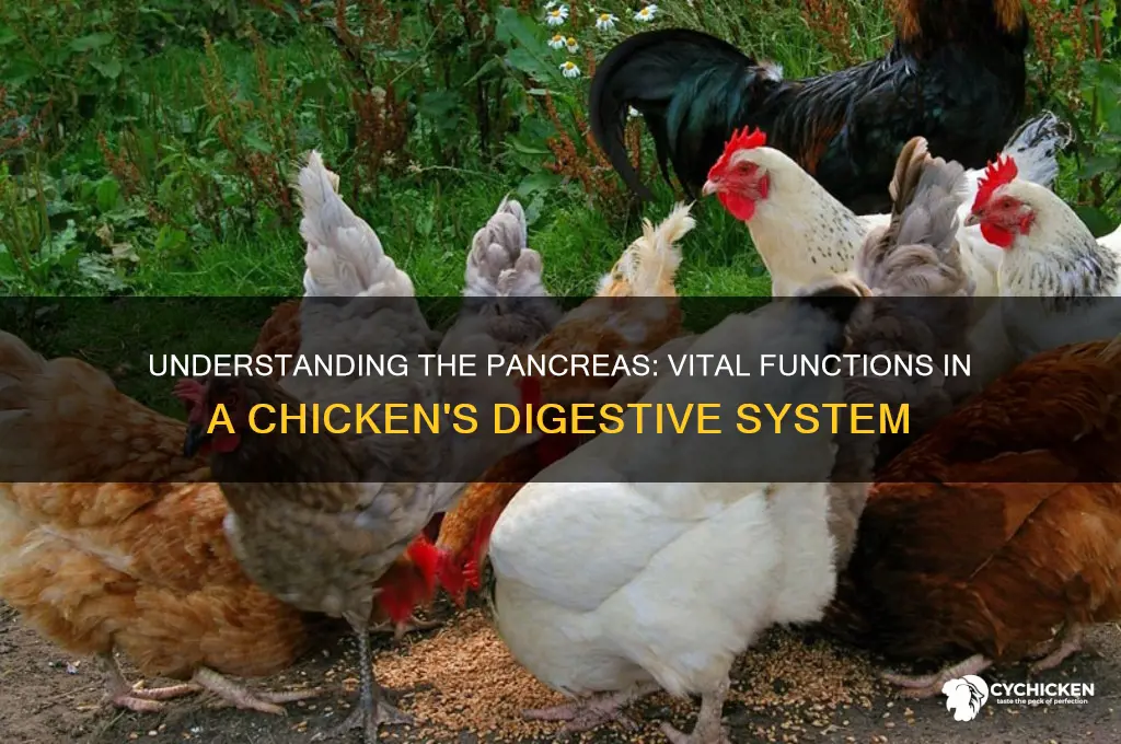 what does the pancreas do for a chicken