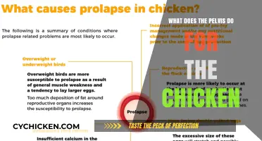 The Pelvis' Role in Chicken Mobility, Balance, and Egg-Laying Explained