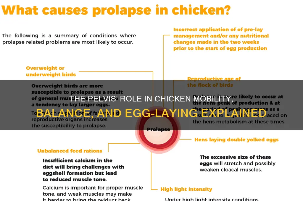 what does the pelvis do for the chicken