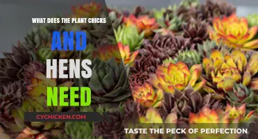 Essential Care Tips for Thriving Chicks and Hens Plants