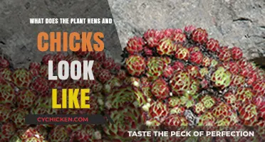 Hens and Chicks: A Visual Guide to Their Unique Appearance