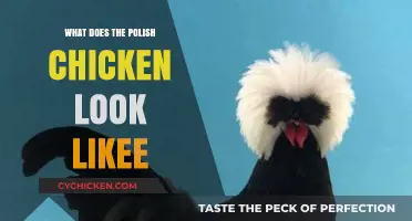 Distinctive Polish Chicken Appearance: Crest, Beard, and Unique Feather Patterns